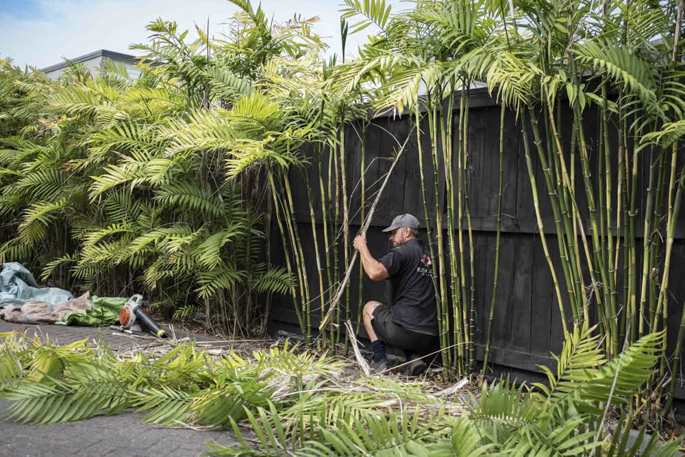 Bamboo clearing in action